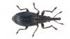 Aspidapion sp.